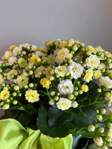 Blooming Kalanchoe