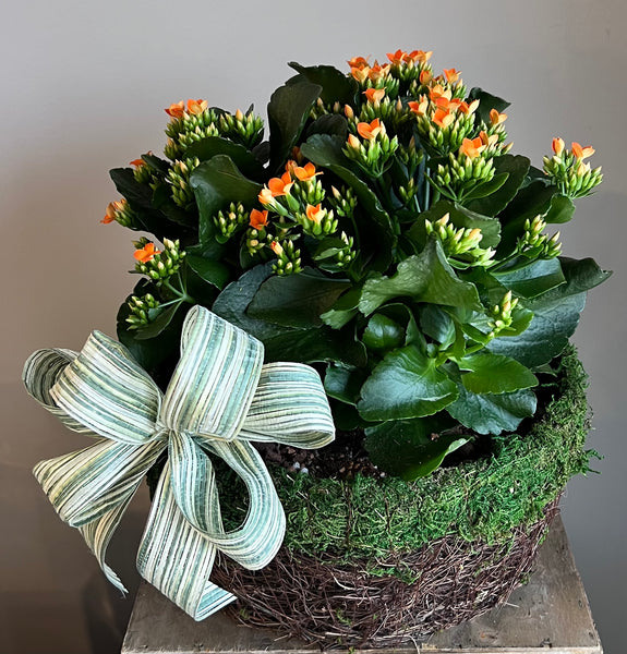 Blooming Kalanchoe