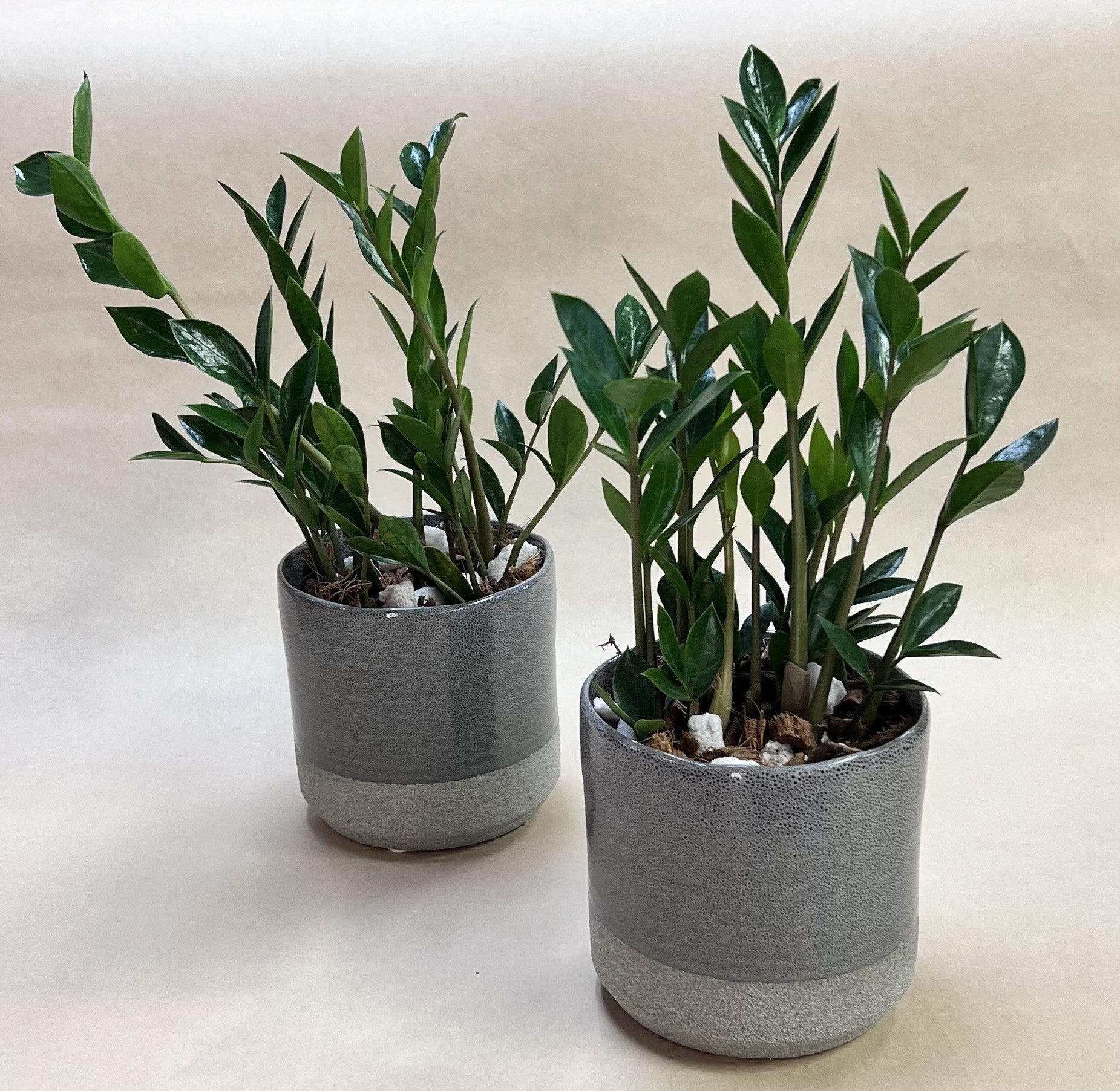 where to buy a zz plant in store ZZ Plant – Drinkwater Flowers