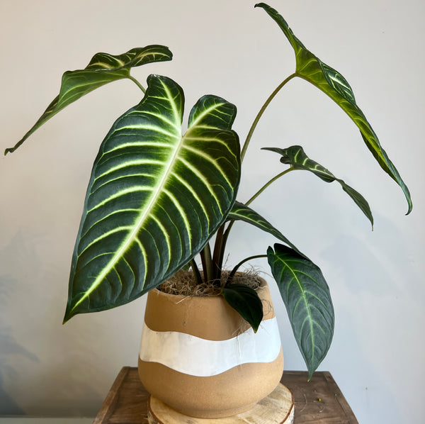 Xanthosoma Lindenii ‘Magnificum’