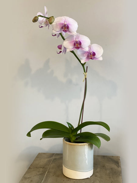 Mini Phalaenopsis Orchid